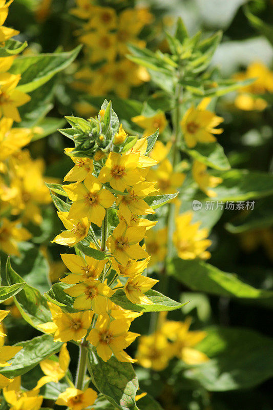 花园里亮黄色的石竹花(石竹/黄色松花)